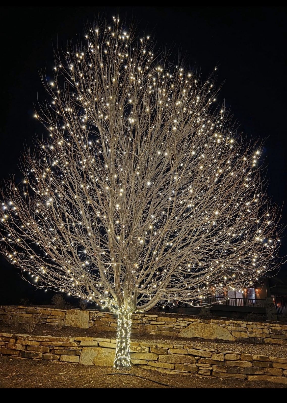 A bare specimen tree wrapped branch by branch in warm lights