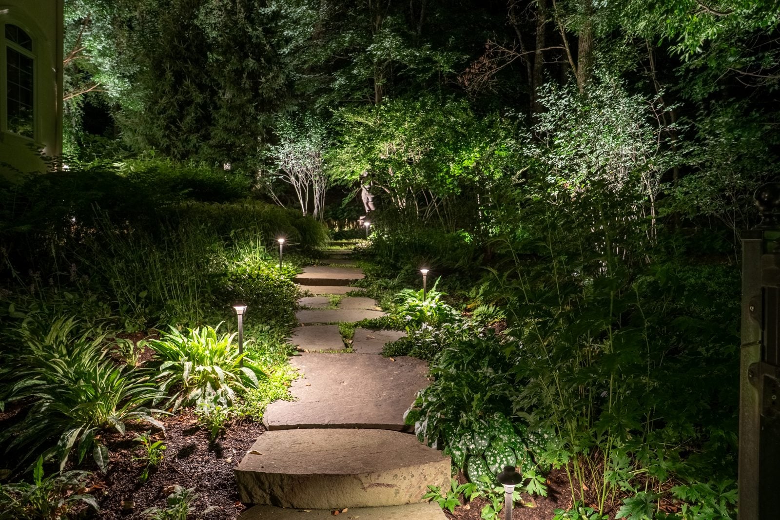 A garden path lit past dense planting at night