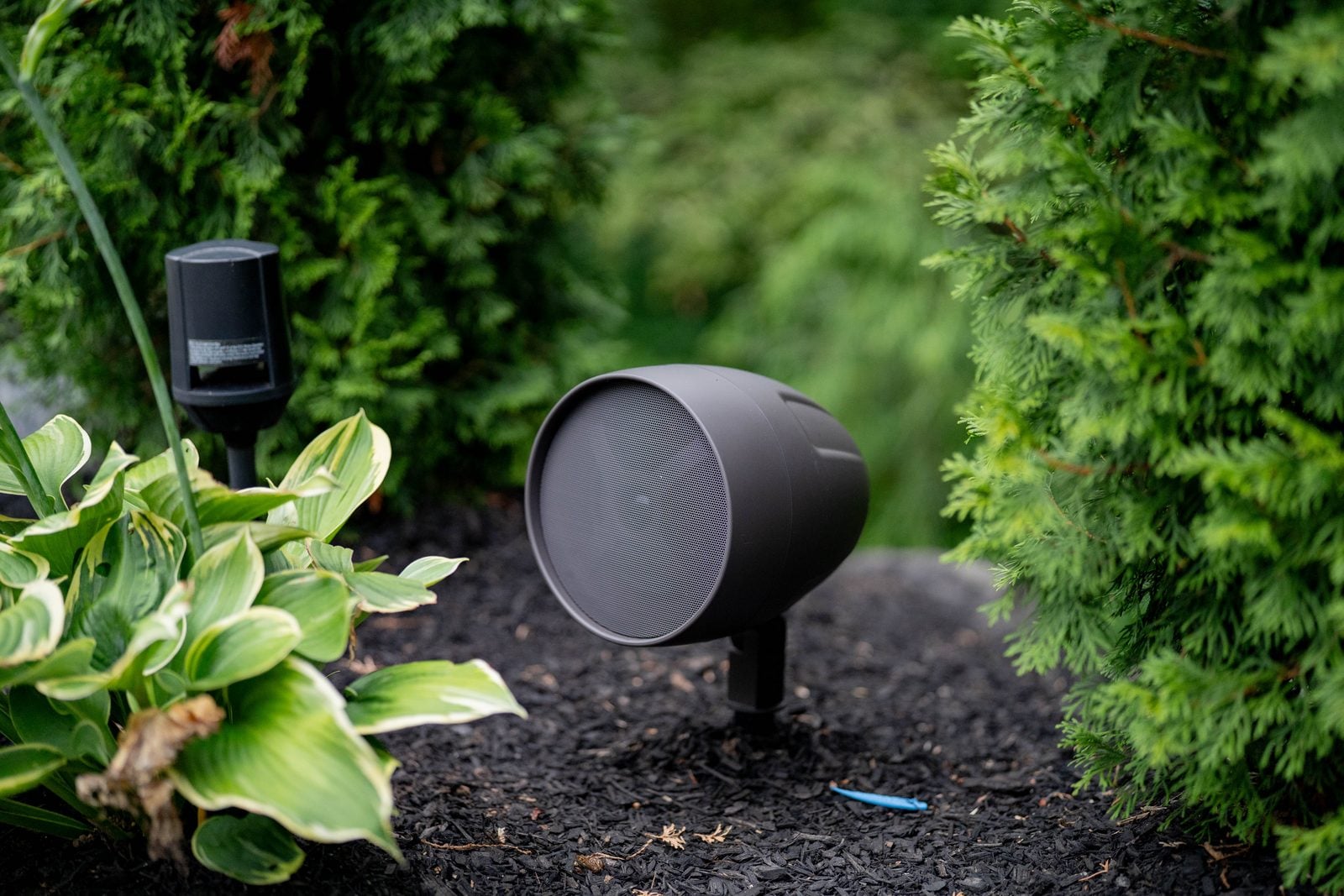 An outdoor landscape speaker installed low among hostas beside an evergreen hedge