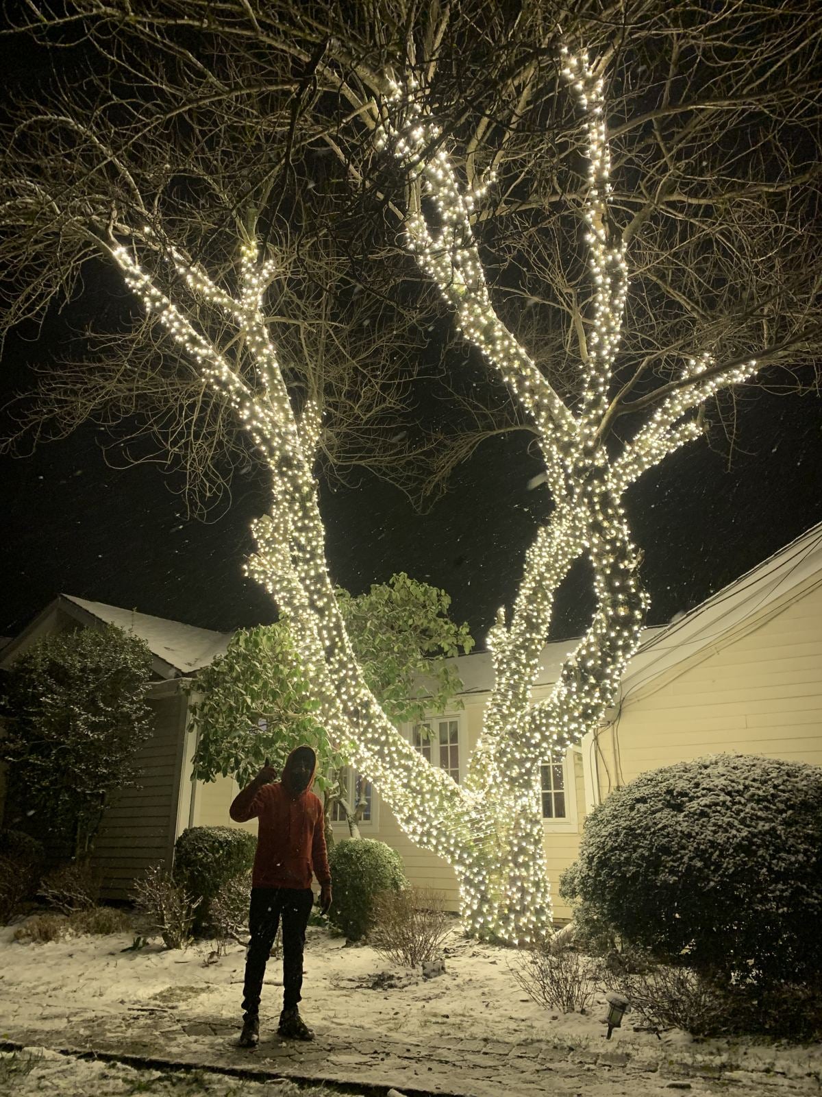 A crew member beside a mature tree wrapped to the top in lights, showing the scale of the work