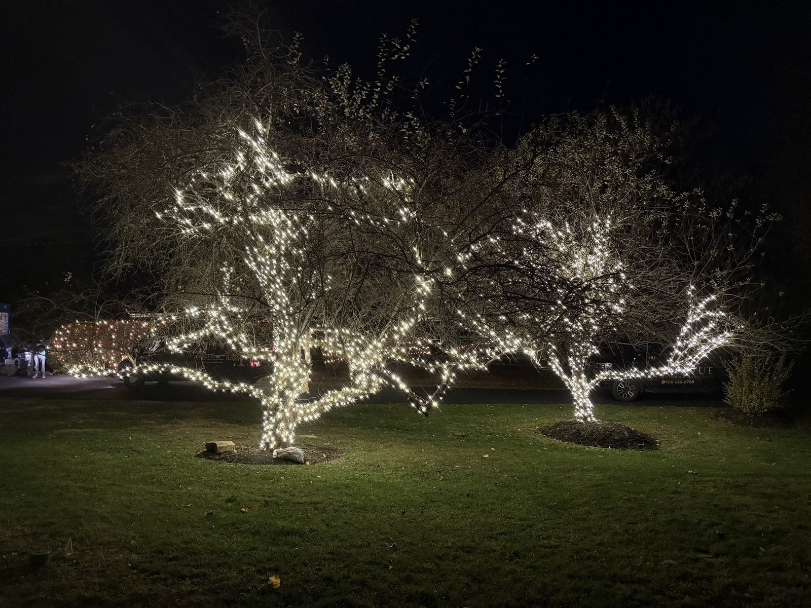 A pair of bare trees wrapped in warm lights on a winter lawn