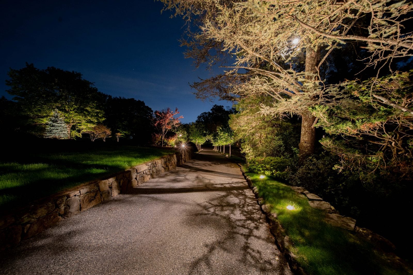A garden path lit past dense planting at night