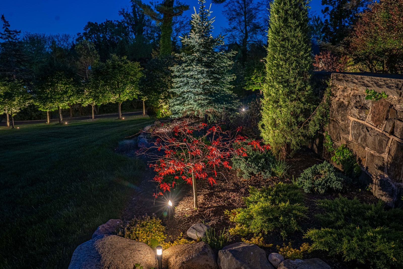 A garden bed at night, a red Japanese maple lit from beneath