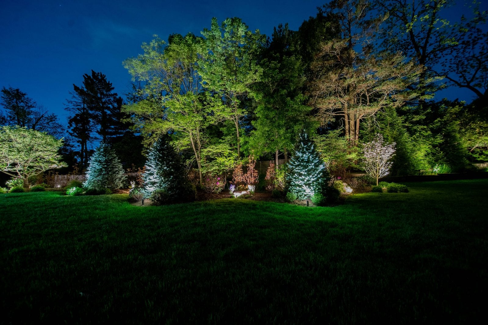 Specimen trees uplit across a lawn at blue hour